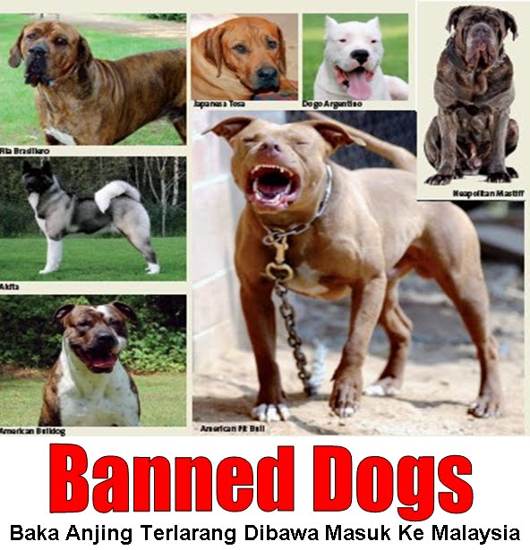 Bukan Doktor Veterinar Baka Anjing Terlarang Banned Dogs