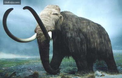 Mammoth