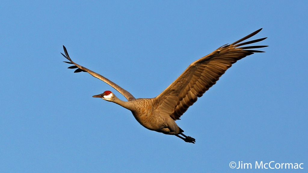 Ohio Birds and Biodiversity Sandhill Cranes over Indiana