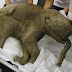 42,000 Year Old Mammoth Found In Siberia
