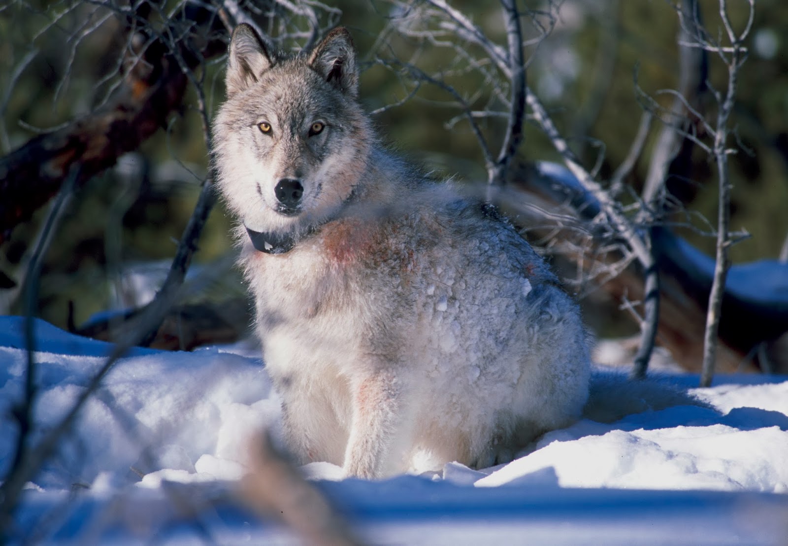 veterinary online: Wolf
