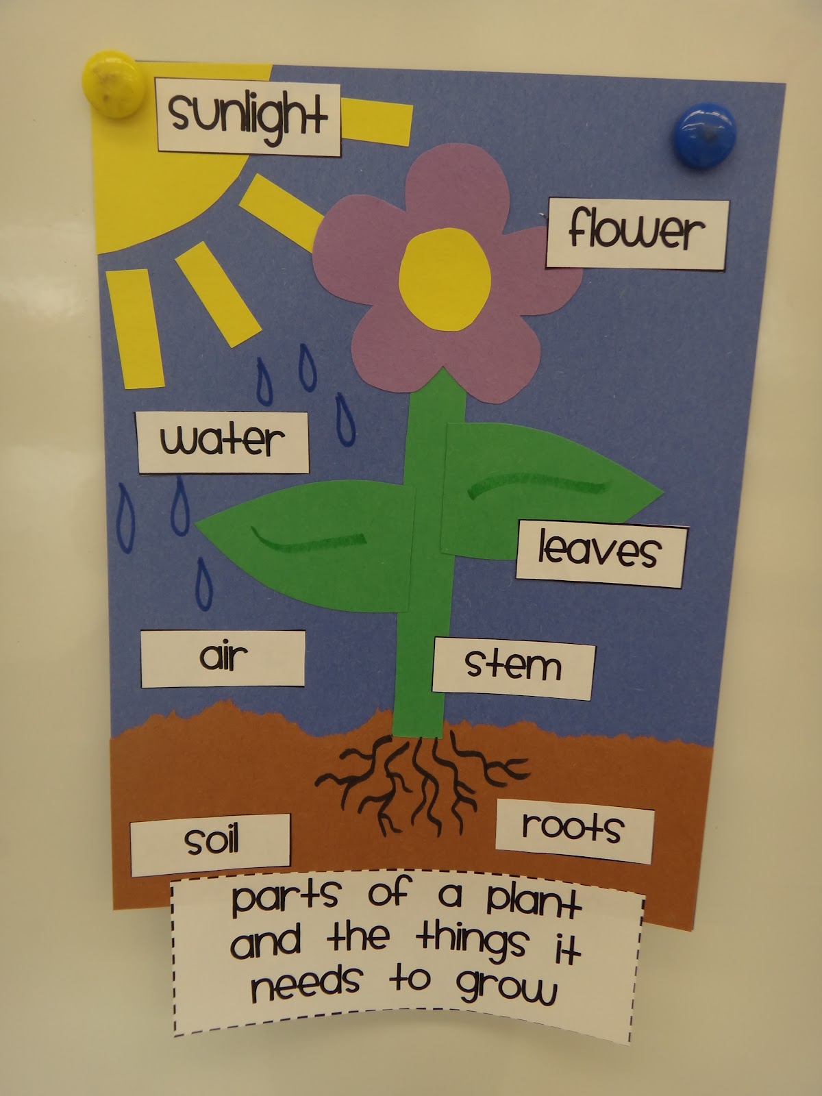 First Grade Garden: Green Thumb?