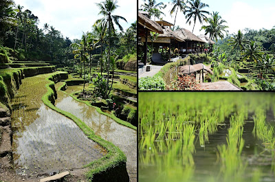 Le risaie di Tegalalang 2013 rebeccatrex