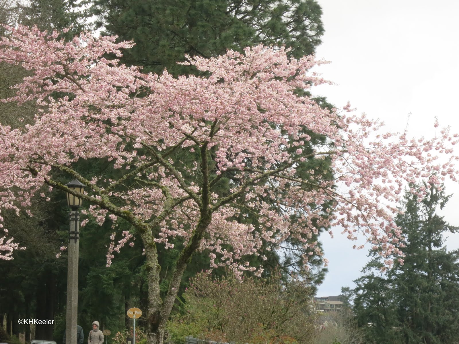 A Wandering Botanist Visiting Portland, OregonGardens in the Rain