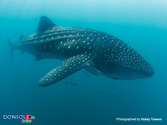 Backpacking Pilipinas: Swimming with Donsol's massive whale sharks