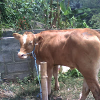 gambar sapi limosin gambar sapi limosin