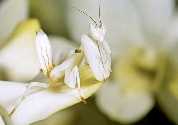 Orchid Mantis Camouflage