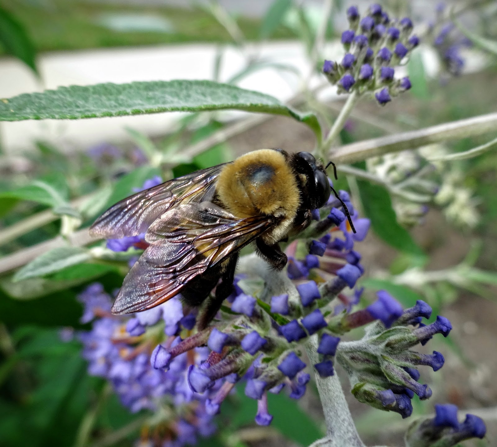 Love, Joy and Peas Bees and Butterflies on Butterfly Bushes