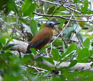 Capuchinbird, Perissocephalus tricolor