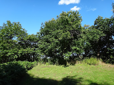 裏の山で栗が拾えます
