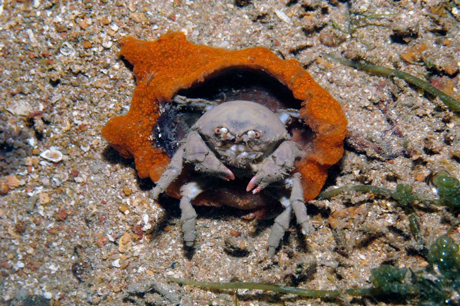 Real Monstrosities Sponge Crab