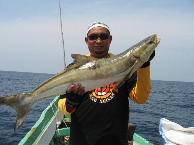 Tasik ikan haruan Ikan ketutu