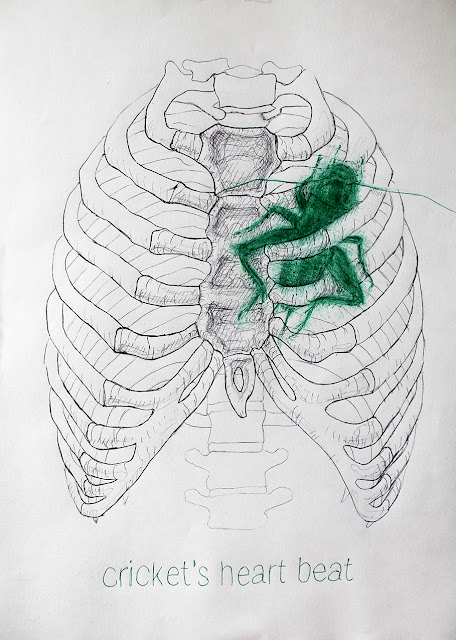 "Cricket", "heart","beat","grillo","corazón","latido","dibujo","bolígrafo","papel","ilustración","illustration","draw","drawing","pen"