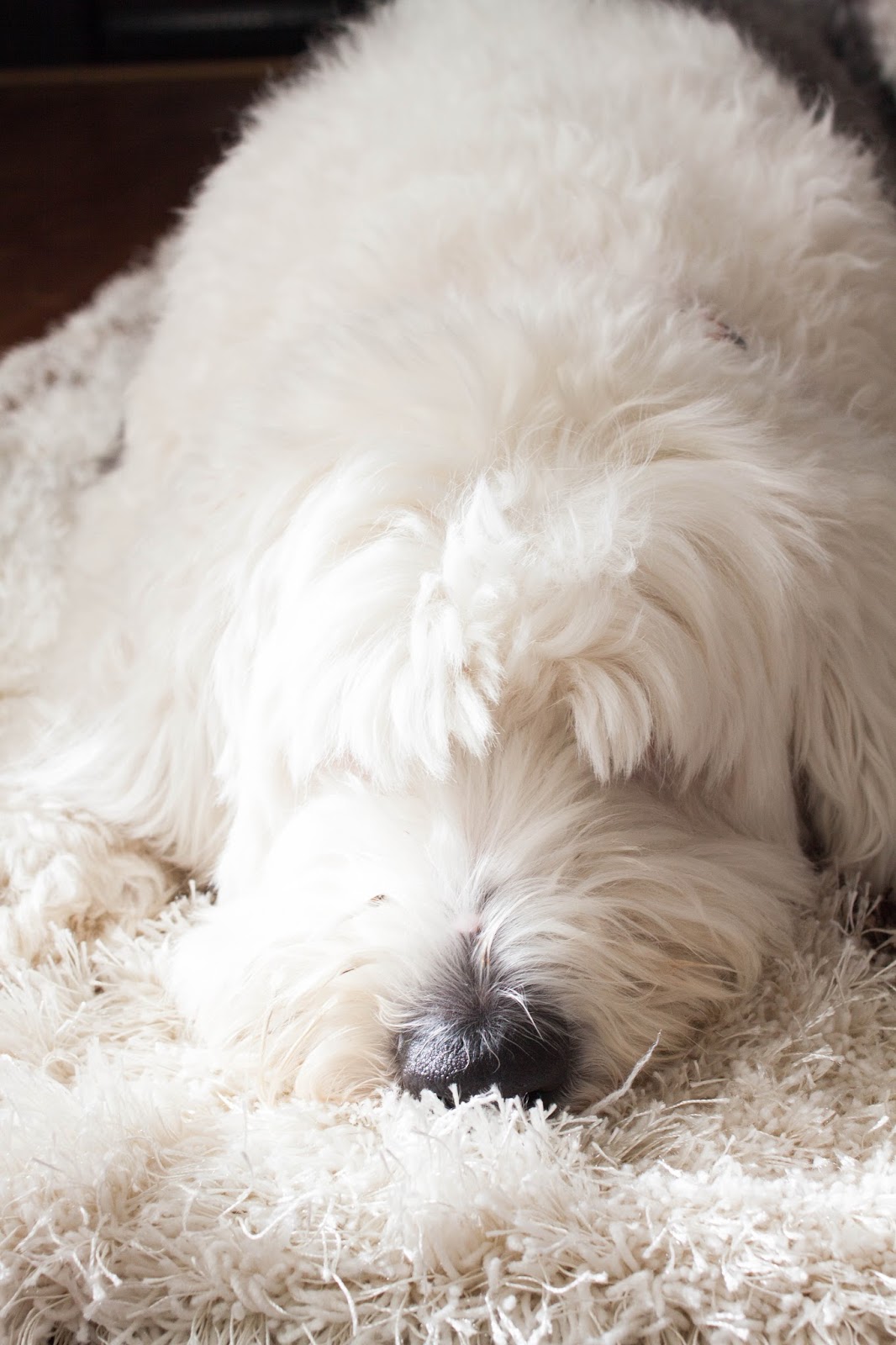 I Love You More Than Carrots On Owning A White Shag Rug With Small