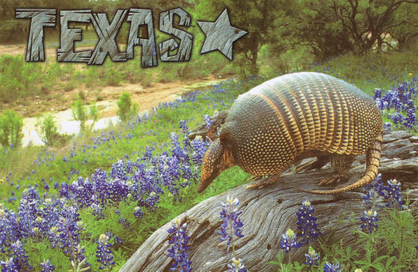 The World In Our Mailbox Texas Armadillo