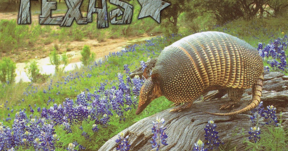 The World In Our Mailbox Texas Armadillo