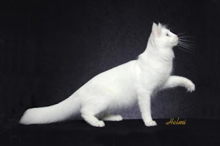 Gambar Kucing Anggora yang Lucu
