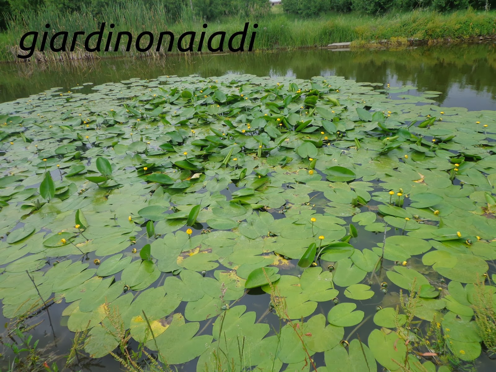 Il giardino delle naiadi: febbraio 2014 Giardino disegno Laghetto