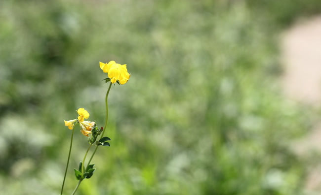 Birds-Foot Trefoil Flowers Birds-Foot Trefoil Flowers