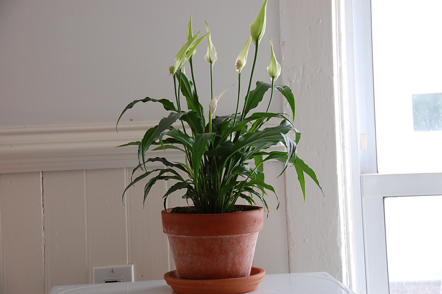 Sharm's Outlet Indoor Plants