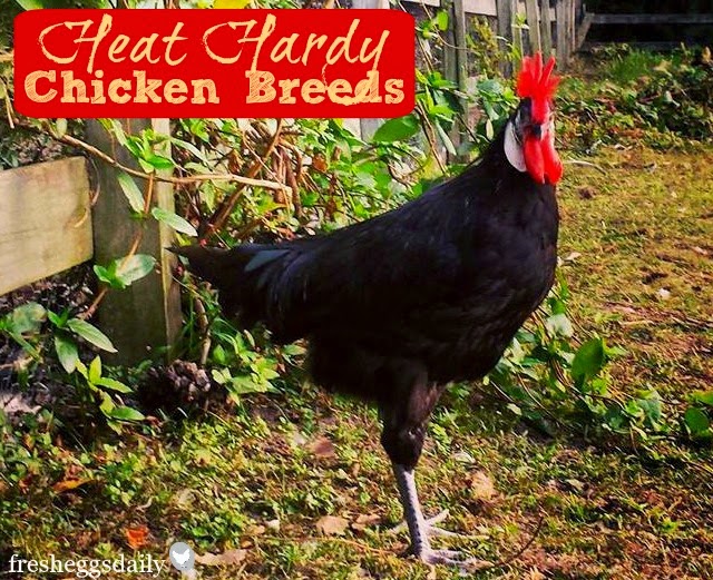 Sntila 20 Heat Hardy Chicken Breeds