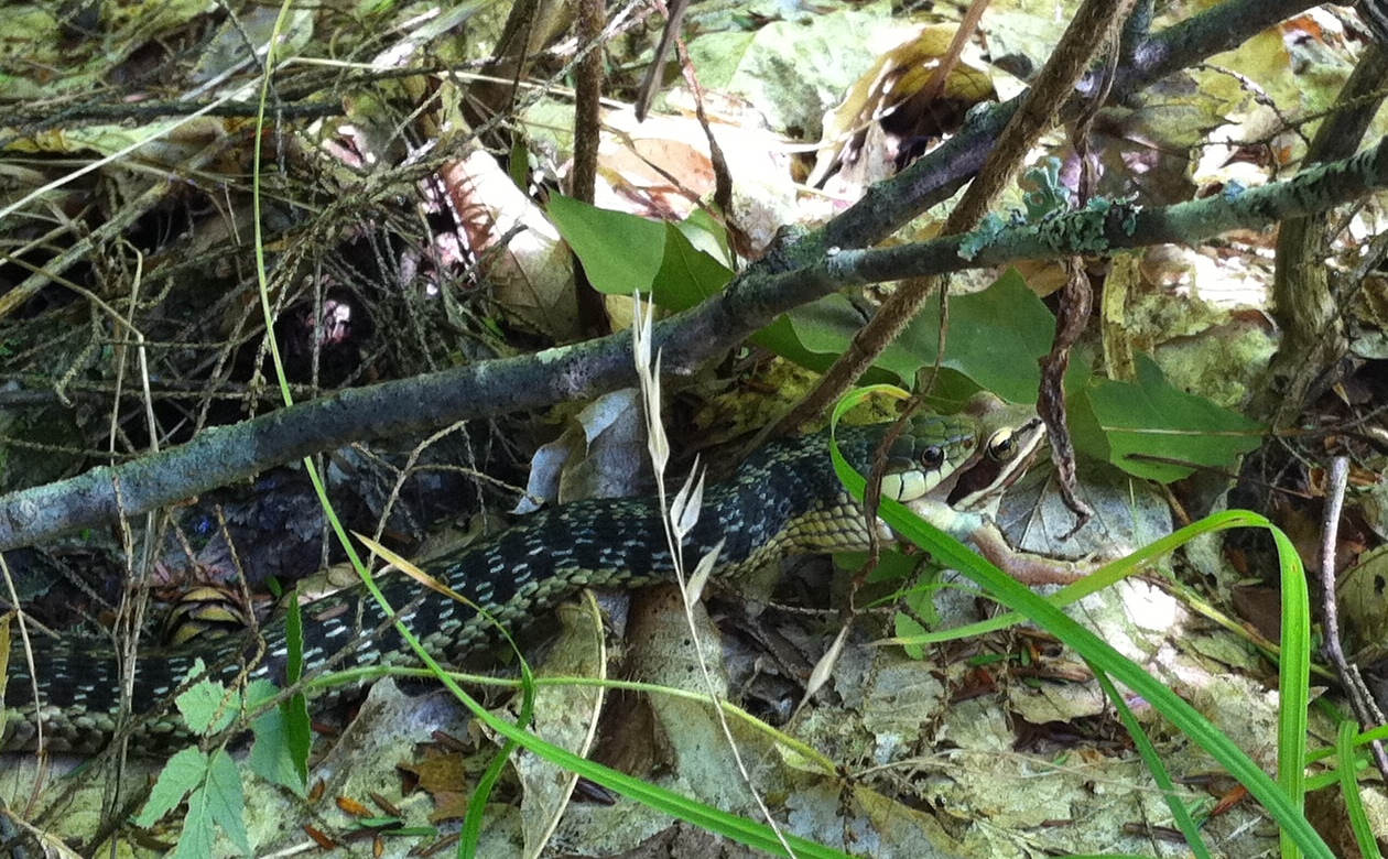 Snake Eating Apple