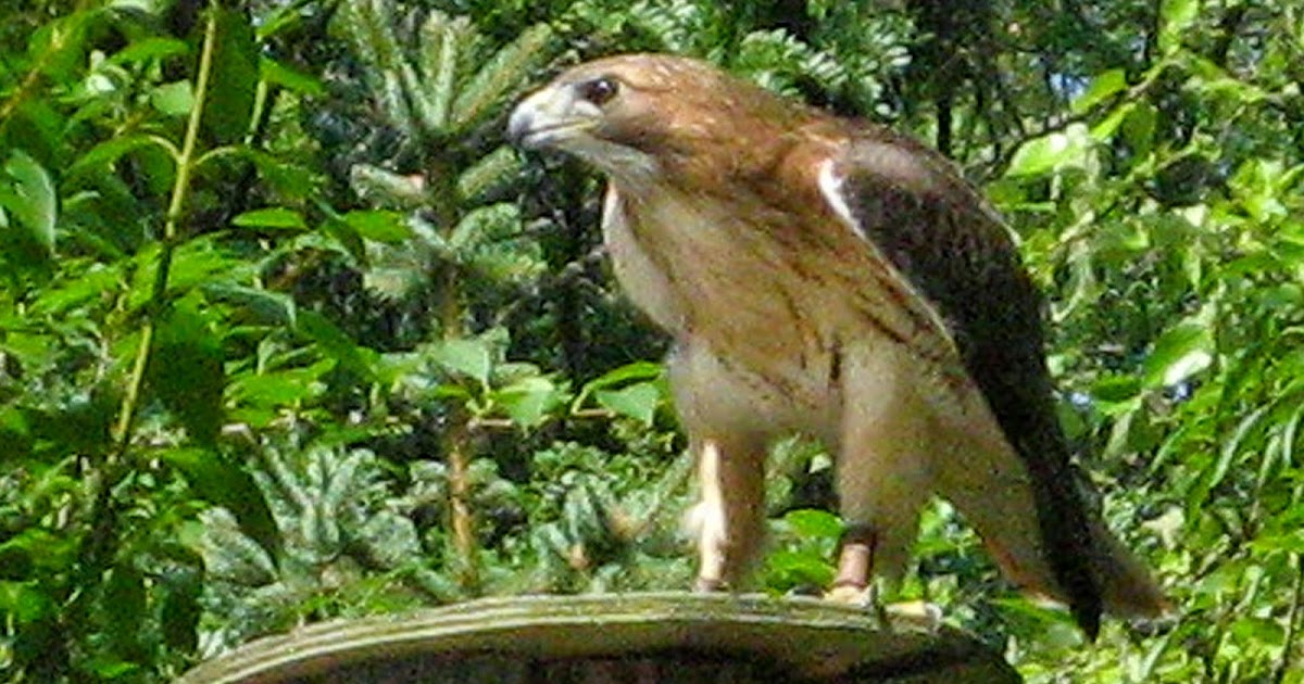hawk adaptations
