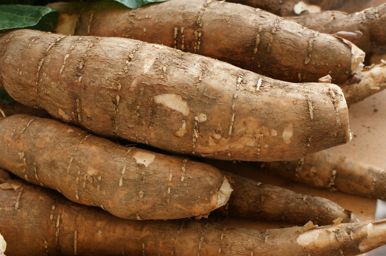 Agrícola: UTILIZACIÓN DE LA YUCA Y CAMOTE EN LA Agrícola: UTILIZACIÓN DE LA YUCA Y CAMOTE EN LA