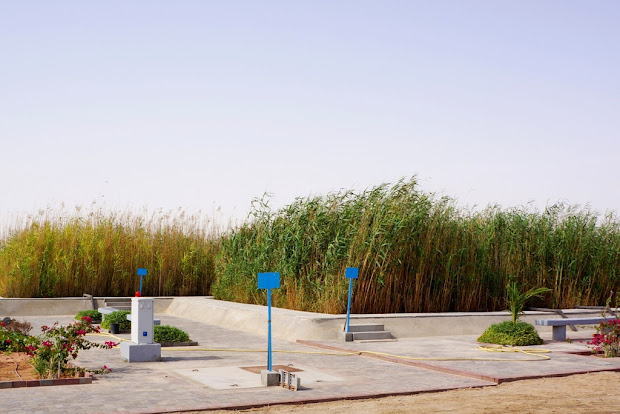 # landscape ideas southwest florida