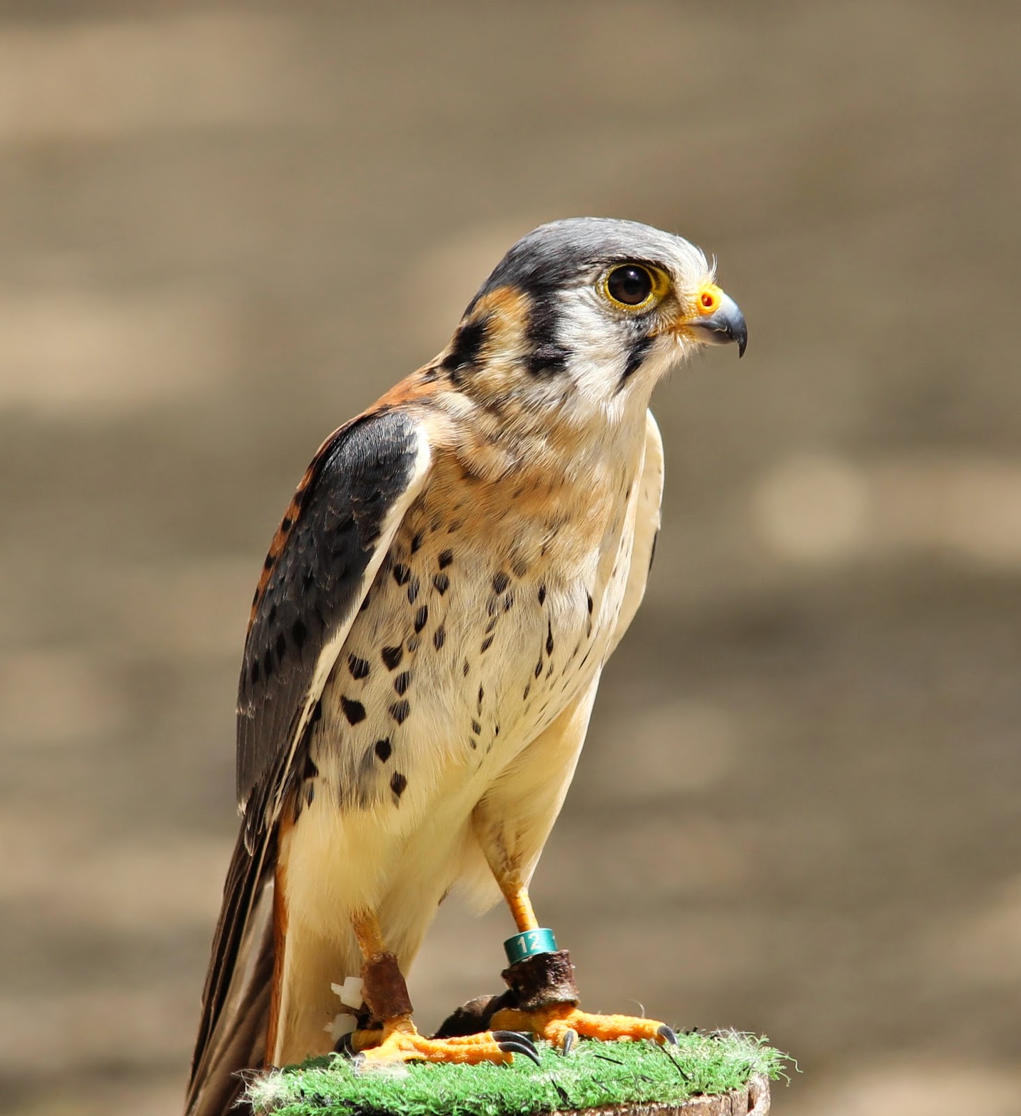 El Terrao Dos urbanitas en el campo EXPOSICIÓN DE AVES DE CETRERÍA