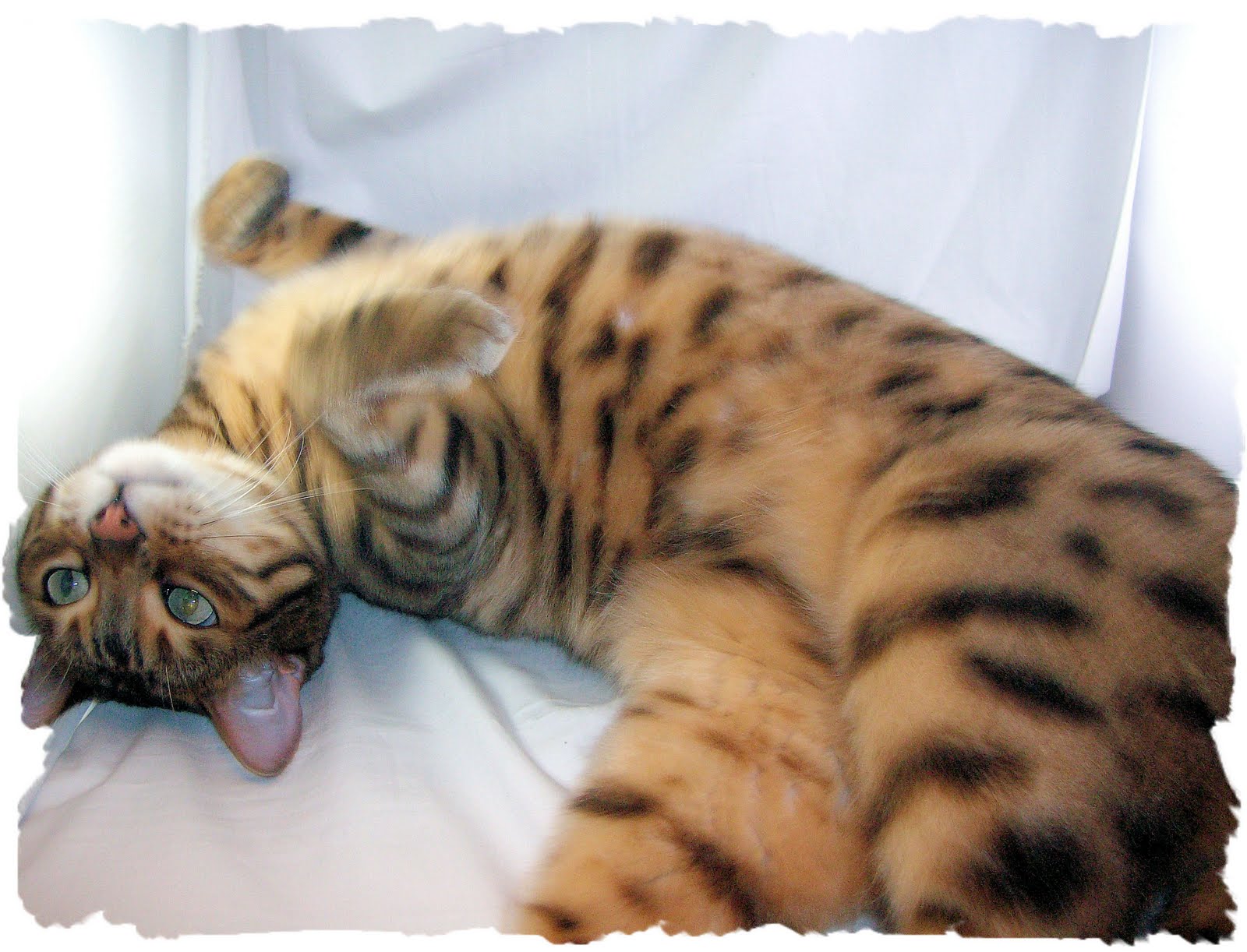 Lazy Cats Cards WOYWW + Kitty Kats