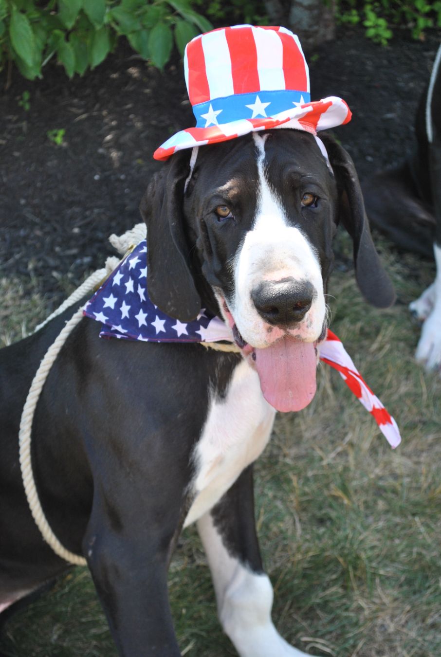 Outdoor Travel Blog Sharing Travel, Imagination, Culture and Places Great Danes Service Dog