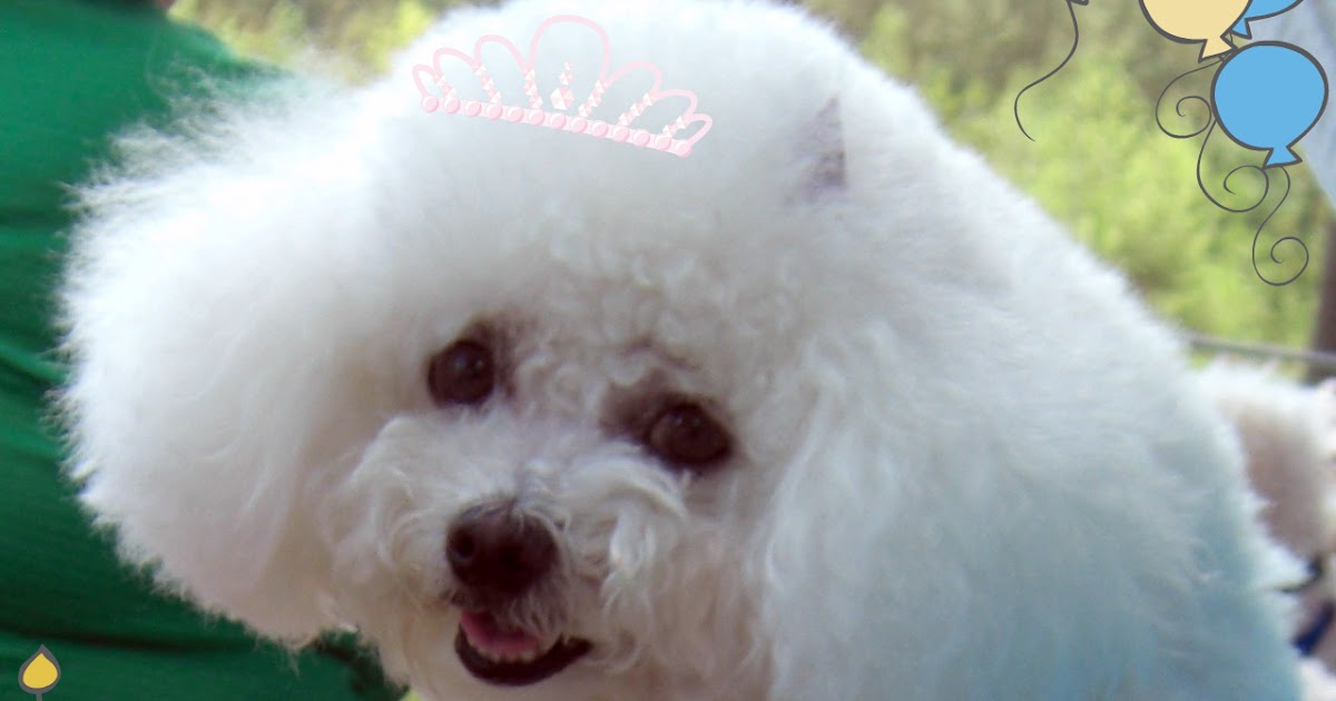 silvieon4: Happy Birthday ROCKY!!!!!!