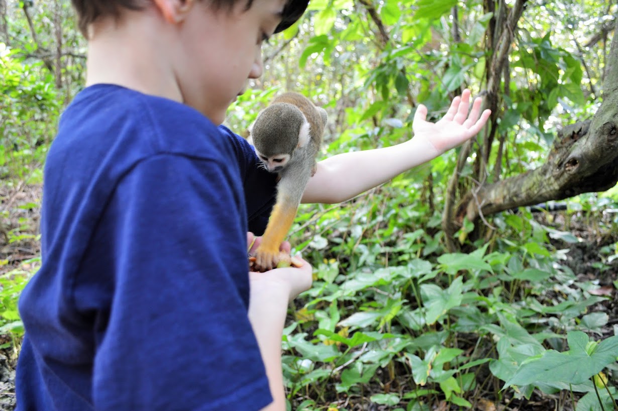 The Hermit Crabs Homeschool Animal Classification Lapbook