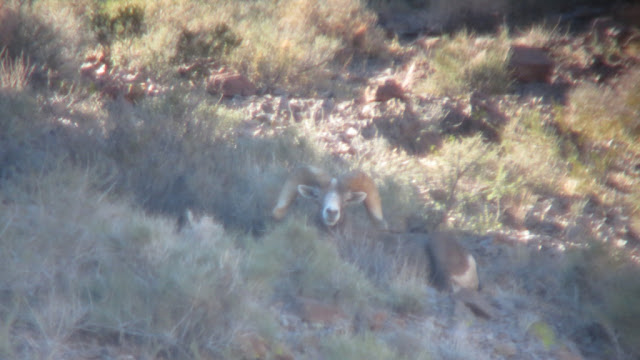 Larry+Spillers+AZ+Super+Raffle+Desert+Bighorn+Sheep+with+Colburn+and+Scott+Outfitters+8.JPG