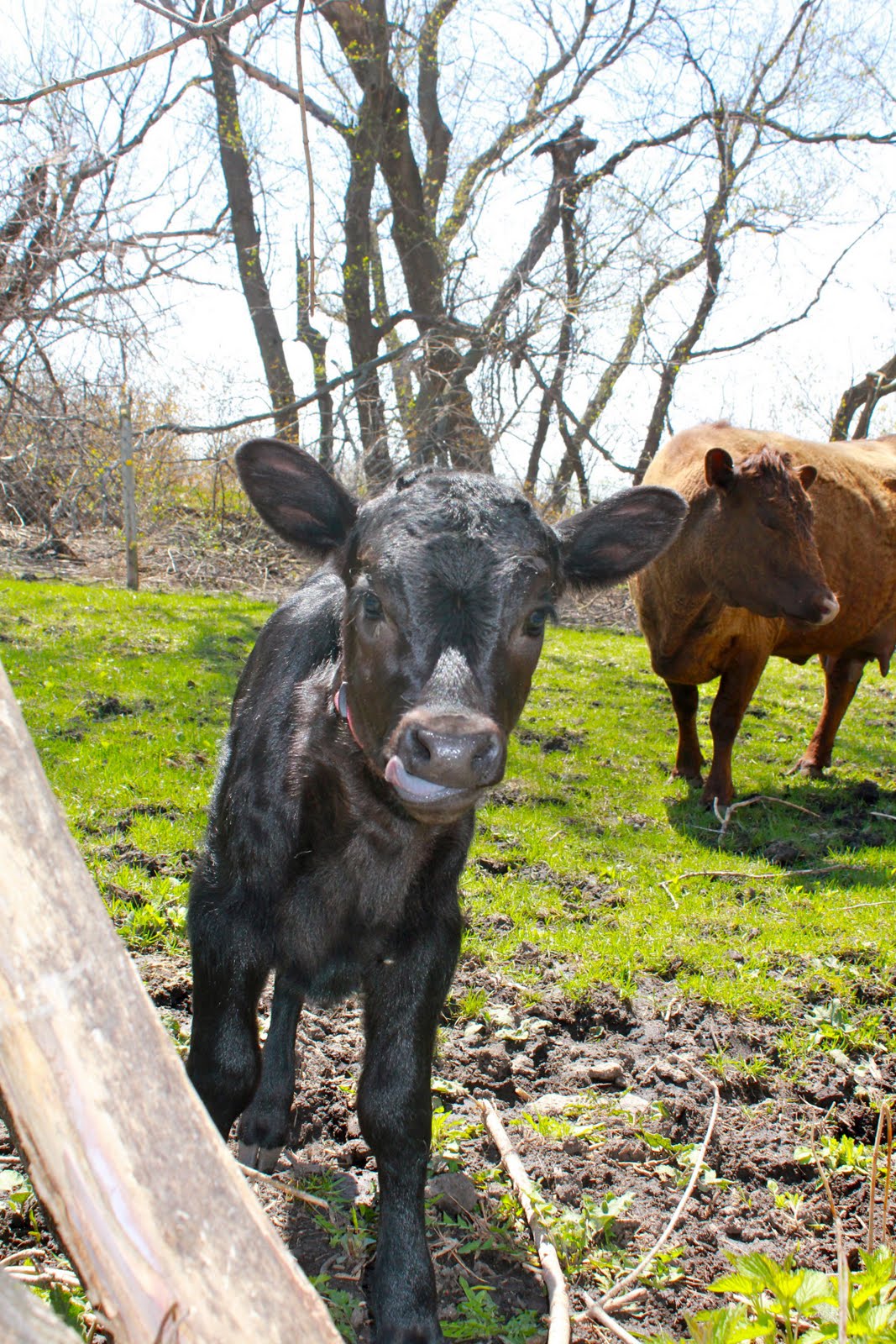 Squash Blossom Farm Dancing with Cows