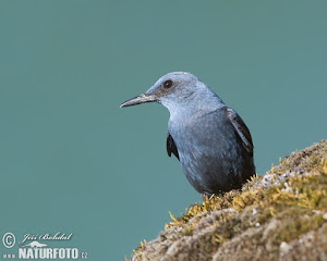 Blue Rock Thrush, Porthgwarra