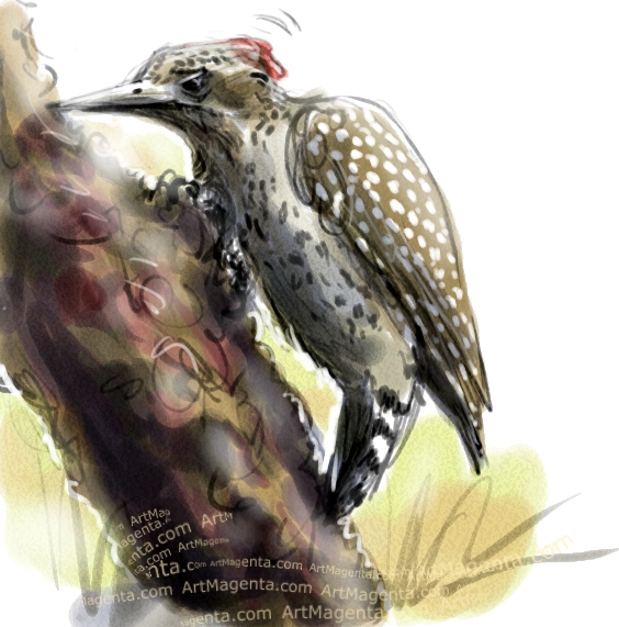 Checkered Woodpecker Checkered Woodpecker sketch painting. Bird art drawing by illustrator Artmagenta