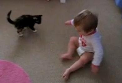 Videos de animales y bebes jugando Videos de animales y bebes jugando