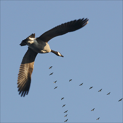 Migrating Canada Geese