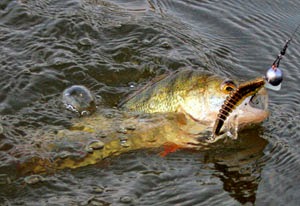 Окунь весной