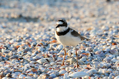 Малый зуек (Charadrius dubius) Little Ringed Plover