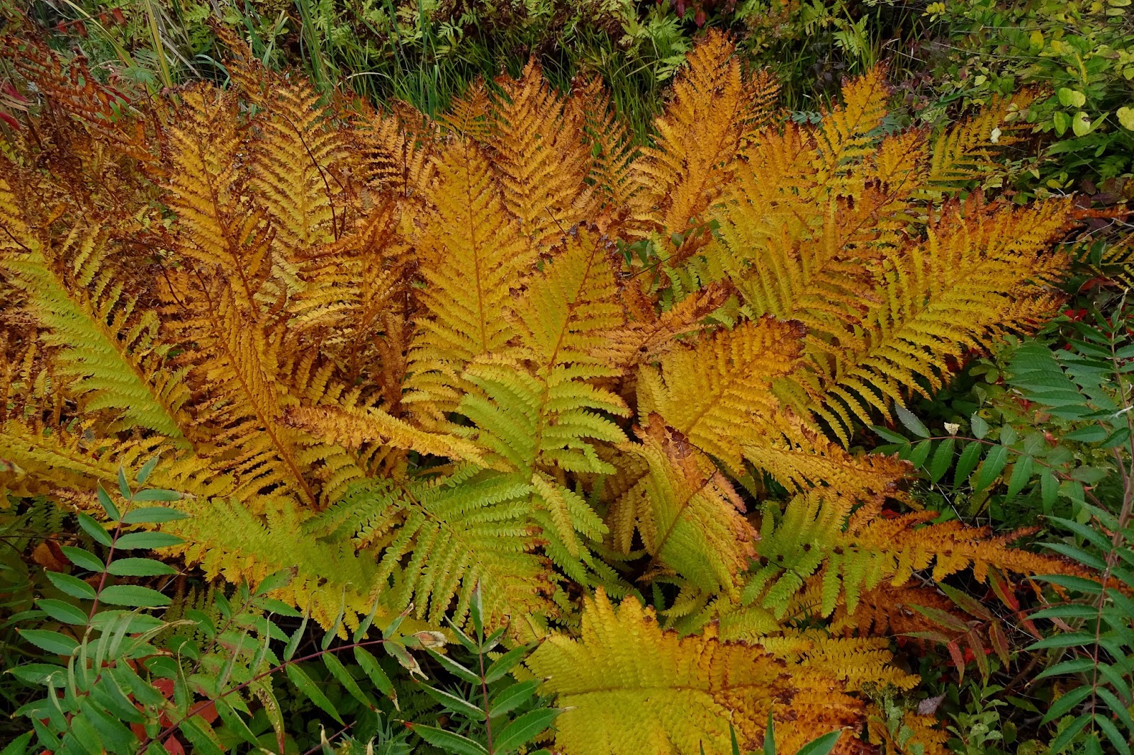 Notes from Halibut Point Ferns, and Notferns