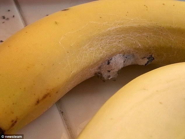 śmiercionośne Pająki W Bananach Lejdiz Online Lejdiz Online