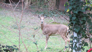 Bambi, Wednesday, December 30, 2015, 1:06:20 PM