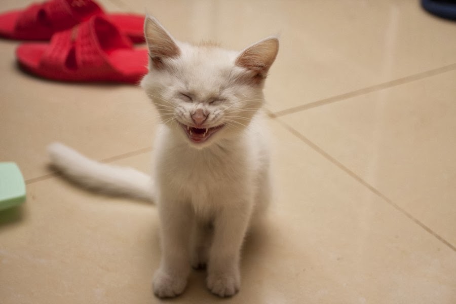 20 Hilarious Cats Laughing at You Best Photography, Art, Landscapes