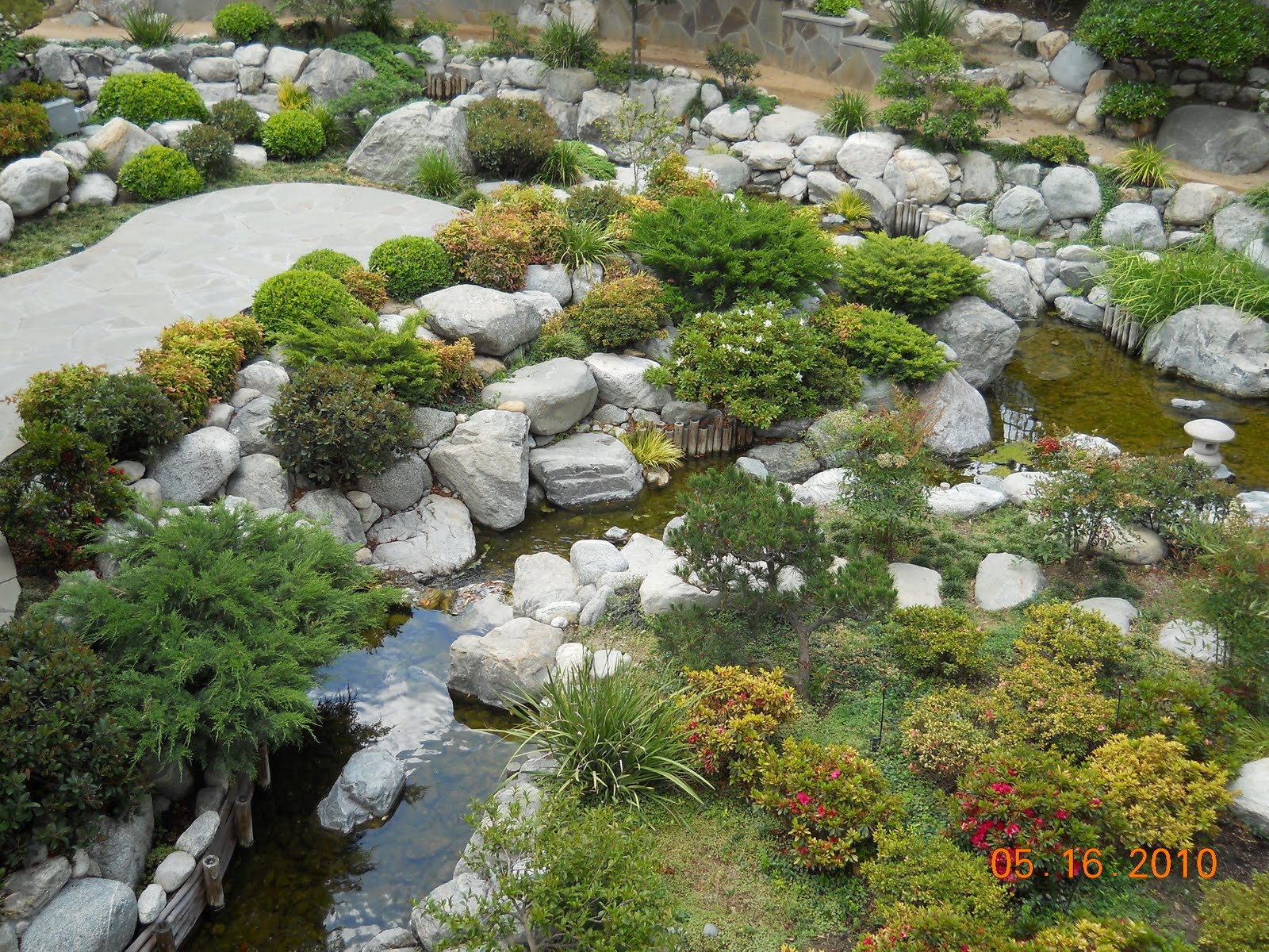 Japanese garden denizen nyt