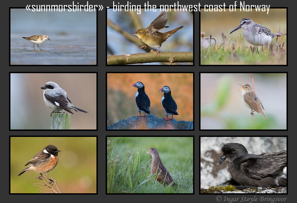 Sunnmorsbirder - Birding the northwest coast of Norway