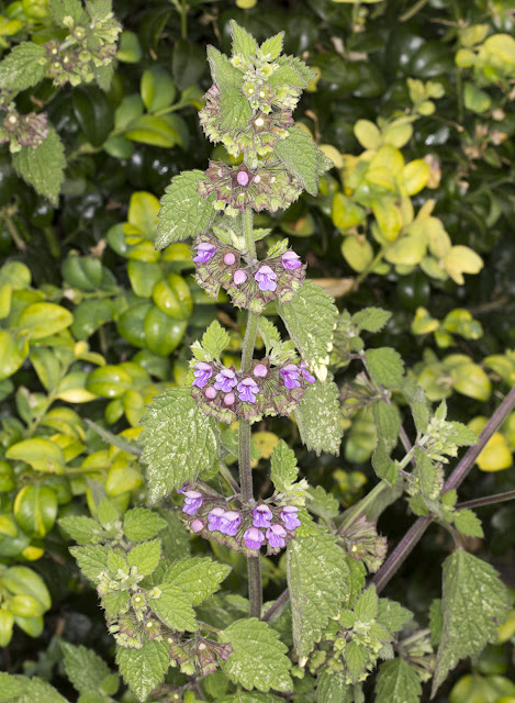 Black Horehound, Ballota nigra. Downe, 27 June 2015. Black Horehound, Ballota nigra. Downe, 27 June 2015.