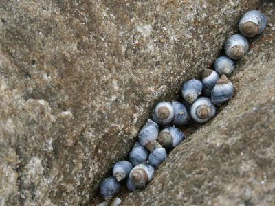 http://4.bp.blogspot.com/-_ejIxdn-MPU/TclG9womQpI/AAAAAAAADcY/IZTGfi3SQis/s1600/periwinkles-1.jpg